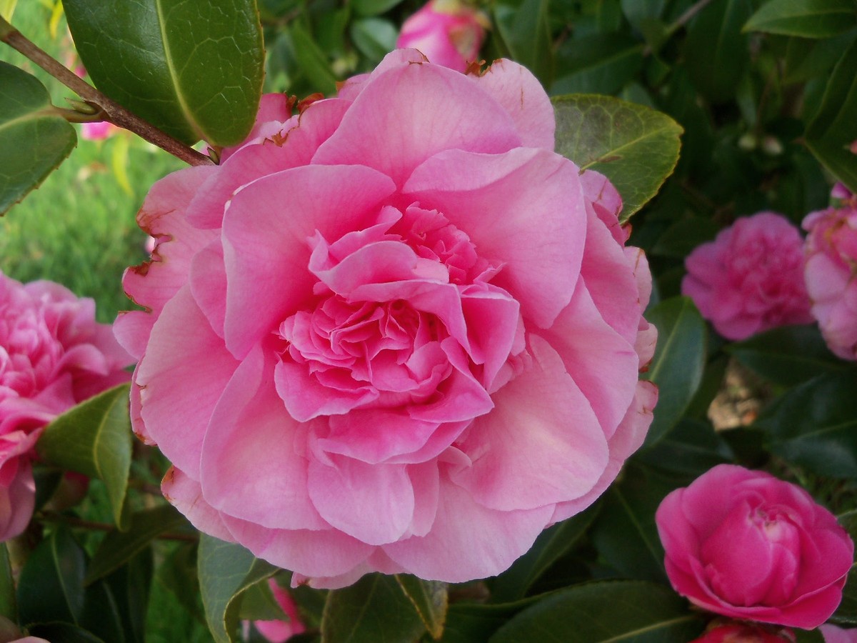 Camellia April 2015